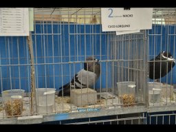 Concurso de Palomas 2012